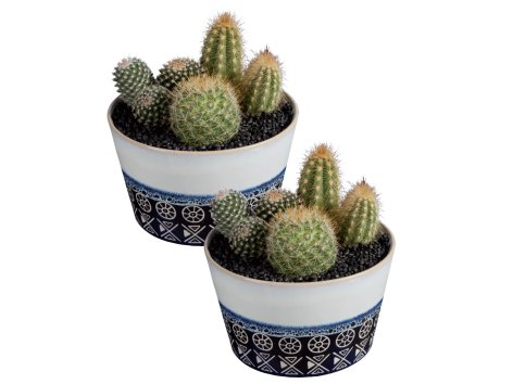 Composizione di cactus