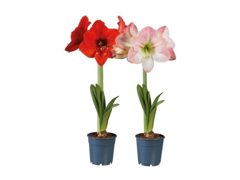 Amaryllis 1 stelo