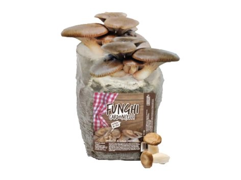 Kit coltivazione funghi