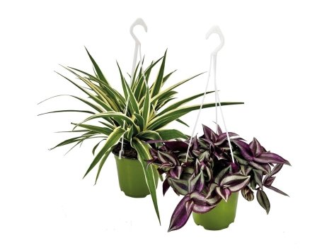 Piante verdi da appendere