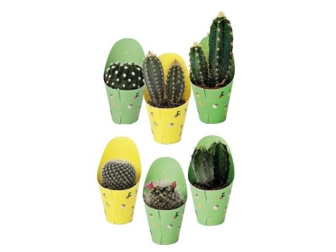 Mini cactus