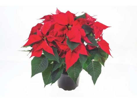 Stella di Natale grande