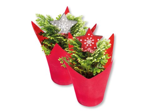 Mini alberello di Natale