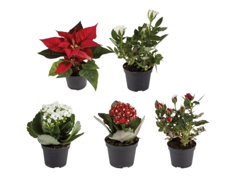 Mini piante di Natale