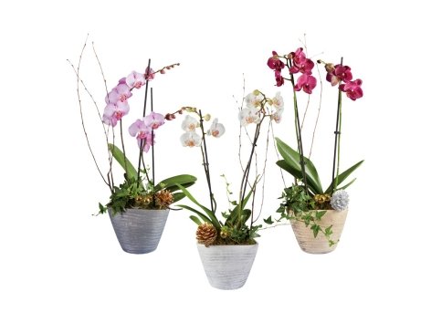 Vaso di Natale con orchidea