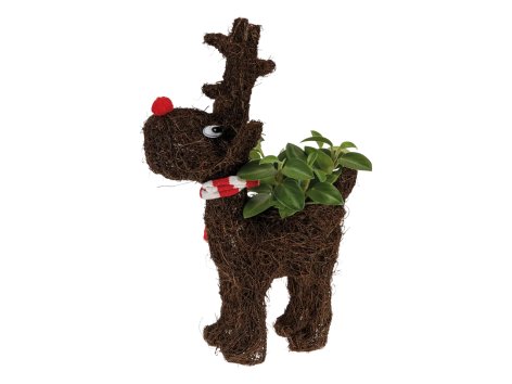 Composizione natalizia a forma di renna