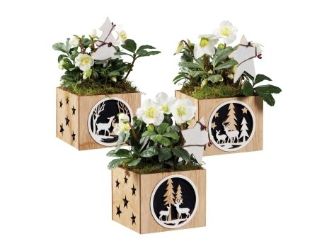 Rosa di Natale Helleborus in vaso di legno