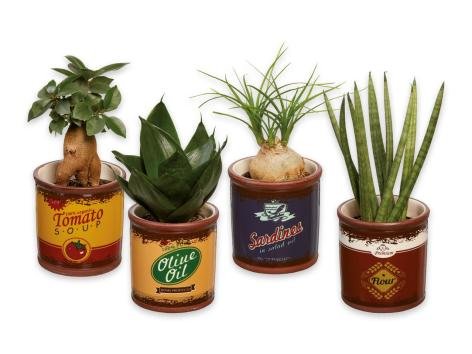 Piante verdi “Easy Care”