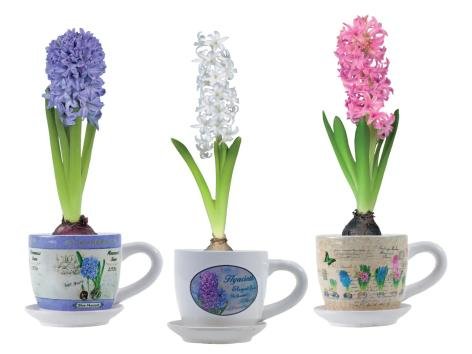 Giacinti in tazza