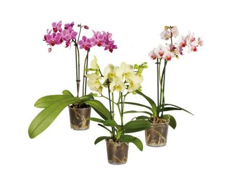 Phalaenopsis Midi
