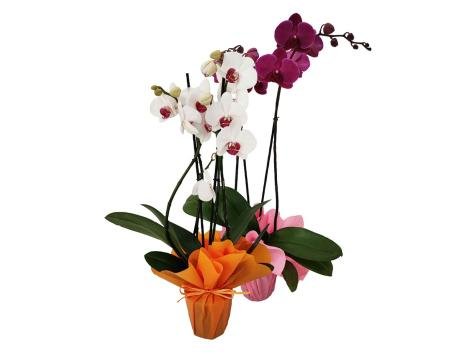 Phalaenopsis Maxi, 2 steli