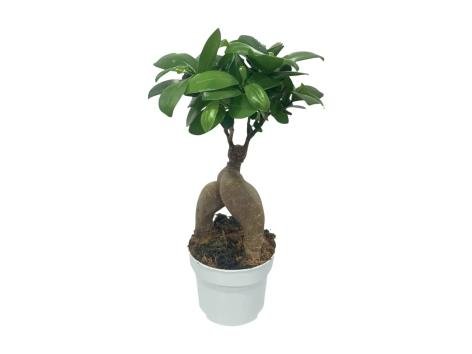 Ficus ginseng