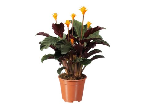 Calathea, Calla, Anthurium