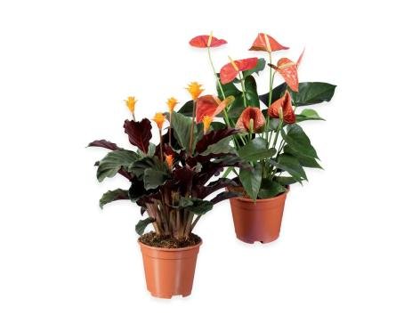 Calathea, calla, anthurium