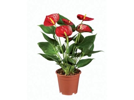 Anthurium Andraeanum