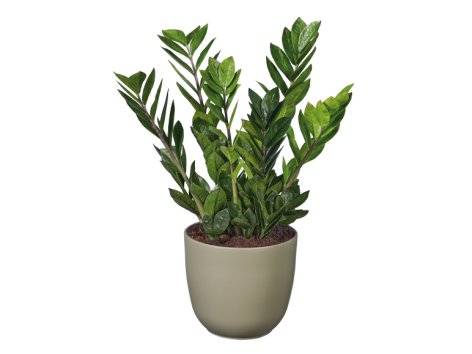 Zamioculcas