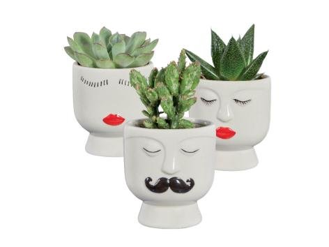 Succulente in vaso magnetico