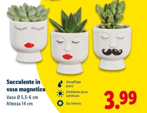 Succulente In Vaso Magnetico