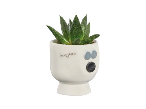 Succulente in vaso magnetico