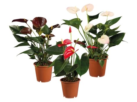 Anthurium