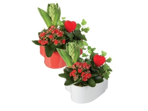 Piantine in cestino a forma di cuore