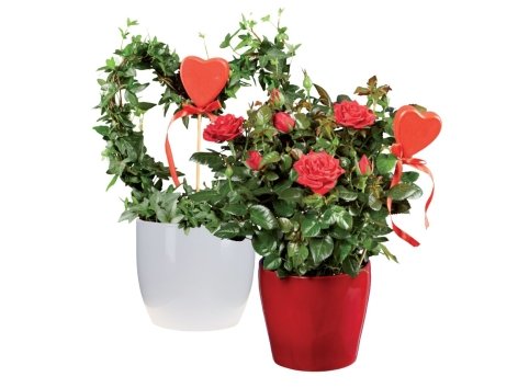 Anthurium, Rosa o Edera in vaso