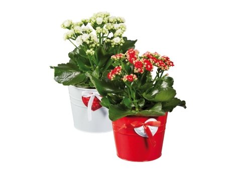 Kalanchoe in vaso zincato decorato