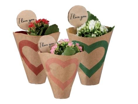 Mini Kalanchoe “I love you”