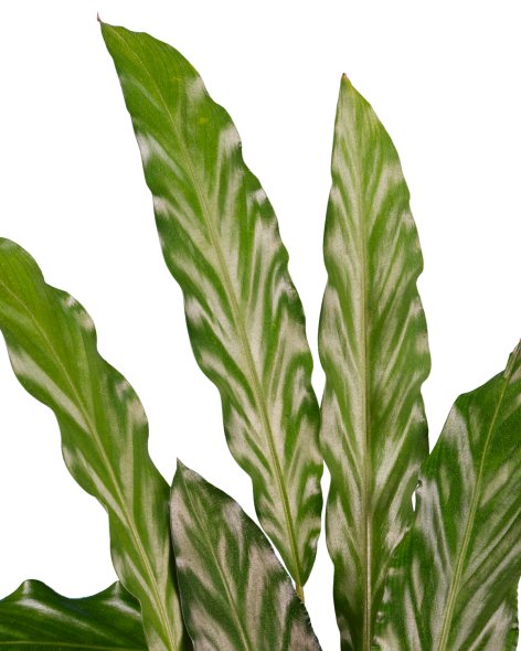 Calathea o Ctenanthe