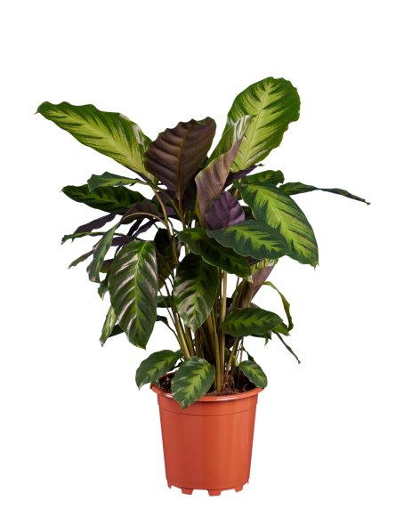 Calathea o Ctenanthe