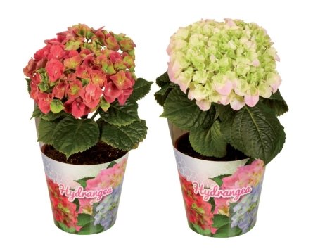 Ortensie “Solomia”