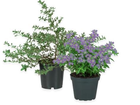 Piantine primaverili