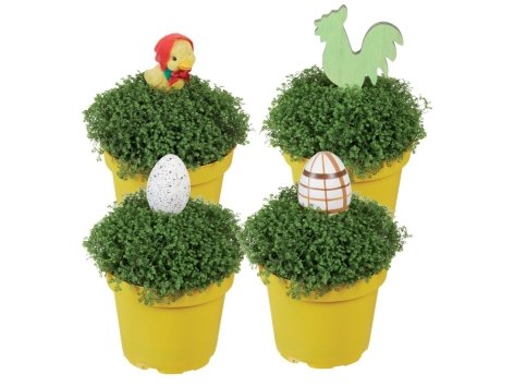 Selaginella con decorazione Pasquale