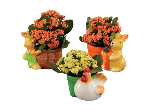 Kalanchoe in vaso di ceramica decorato