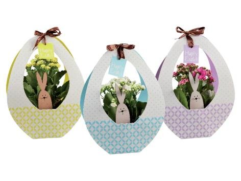 Kalanchoe in confezione di Pasqua
