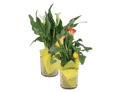 Calla in vaso di vetro pasquale