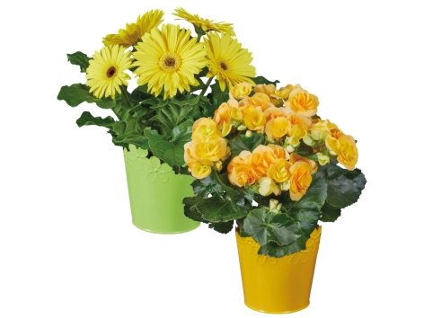 Piante fiorite in vaso