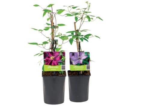 Mix di piante rampicanti