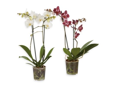 Phalenopsis multiflora