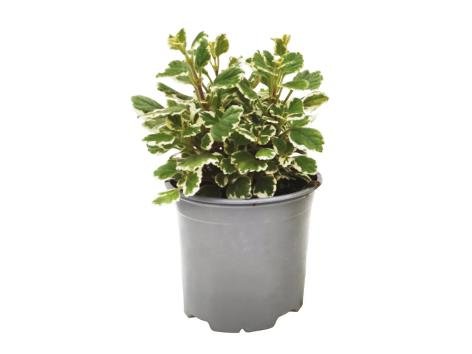 Pianta dell’incenso antizanzara