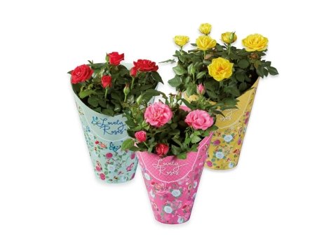 Rose “Lovely Roses”