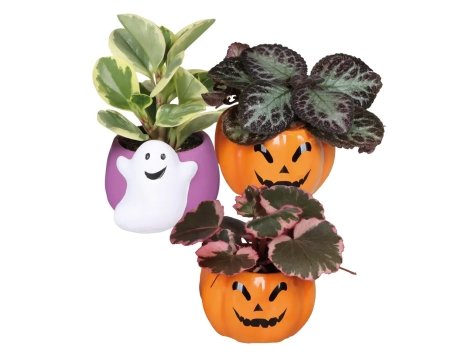 Piantine verdi in vaso di Halloween