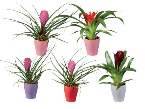 Mini piante da fiore