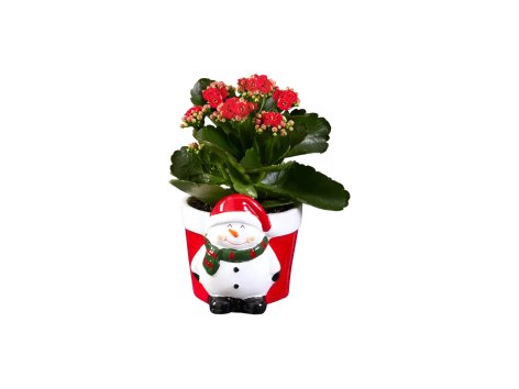 Figure natalizie in ceramica con Kalanchoe