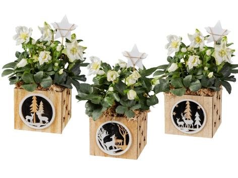 Helleborus in vaso di legno