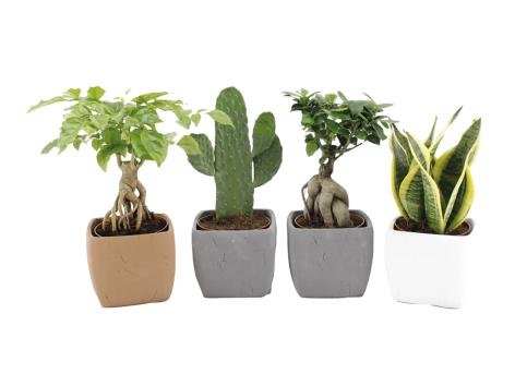 Piante verdi in vaso di ceramica mix