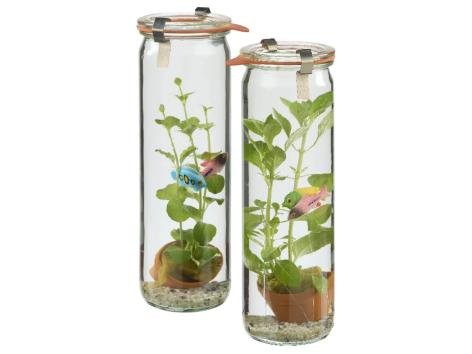 Piante “Waterworld”