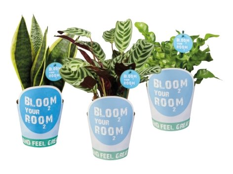 Piante verdi “Bloom your room”