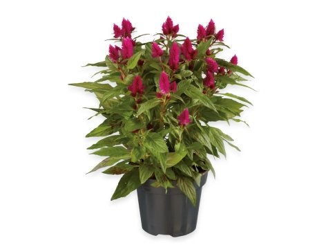 Celosia Caracas
