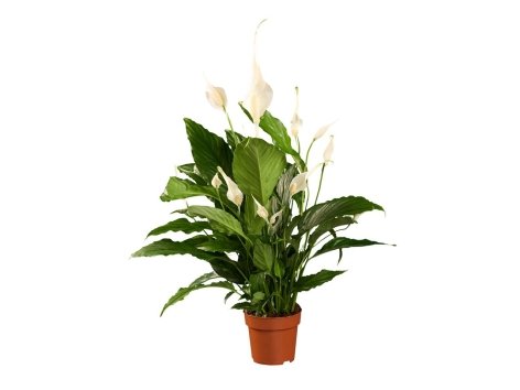 Spathyphyllum